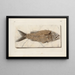 Recherches sur les poissons fossiles Pl376 - Louis Agassiz — cuadro enmarcado en la pared