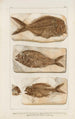 Investigaciones sobre los peces fósiles Pl377 - Louis Agassiz — vista de la obra