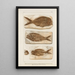 Investigaciones sobre los peces fósiles Pl377 - Louis Agassiz — cuadro enmarcado en la pared