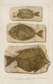 Recherches sur les poissons fossiles Pl386 - Louis Agassiz — vista de la obra