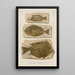 Recherches sur les poissons fossiles Pl386 - Louis Agassiz — cuadro enmarcado en la pared