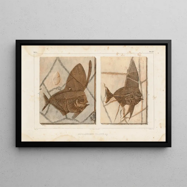 Louis Agassiz - Recherches sur les poissons fossiles Pl388.webp