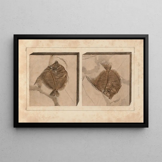 Louis Agassiz - Recherches sur les poissons fossiles Pl389.webp