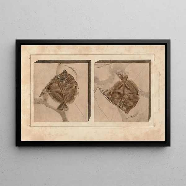 Investigaciones sobre los peces fósiles Pl389 - Louis Agassiz — cuadro enmarcado en la pared