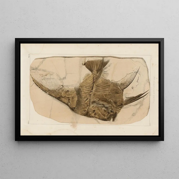 Louis Agassiz - Recherches sur les poissons fossiles Pl392.webp