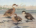 Bahamas Duck, Galápagos Islands Duck, African Red-billed Duck - Louis Agassiz Fuertes — artwork view