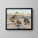 Bahamas Duck, Galápagos Islands Duck, African Red-billed Duck - Louis Agassiz Fuertes — framed artwork on a wall