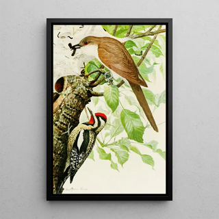 Louis Agassiz Fuertes - BlackBilled Cuckoo YellowBellied Sapsucker.webp