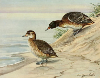 Louis Agassiz Fuertes - BlackHeaded Duck.webp