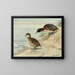 Black-headed Duck - Louis Agassiz Fuertes — framed artwork on a wall