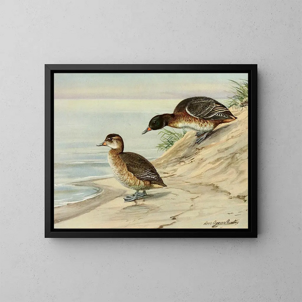 Pato de cabeza negra - Louis Agassiz Fuertes — cuadro enmarcado en la pared