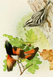 Black and White Parula Warbler and Flame-colored Warbler - Louis Agassiz Fuertes — artwork view