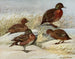 Canard brun de l'île Auckland - Louis Agassiz Fuertes — artwork view