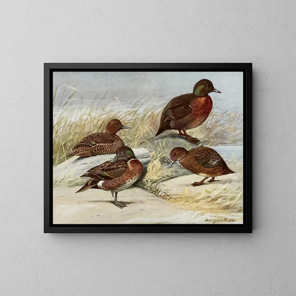de pato marrón de la isla Auckland - Louis Agassiz Fuertes — cuadro enmarcado en la pared