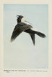 Bob the Meadow Lark - Louis Agassiz Fuertes — artwork view
