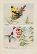 Chicorée el jilguero Colibrí de garganta rubí - Louis Agassiz Fuertes — vista de la obra