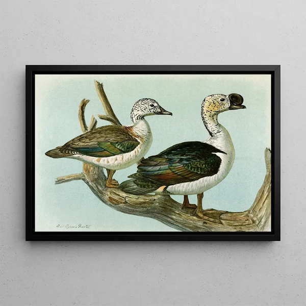 Louis Agassiz Fuertes - Comb or KnobBilled Duck.webp