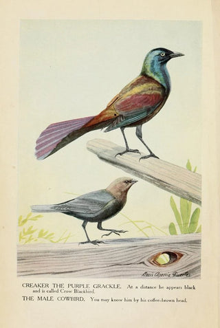 Louis Agassiz Fuertes - Creaker the Purple Grackle and the Male Cowbird.webp