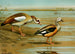 Egyptian Goose Orinoco Goose - Louis Agassiz Fuertes — artwork view
