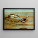 Egyptian Goose Orinoco Goose - Louis Agassiz Fuertes — framed artwork on a wall