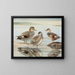 Squealing Duck - Louis Agassiz Fuertes — framed artwork on a wall