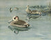 Canard à oreilles roses - Louis Agassiz Fuertes — artwork view