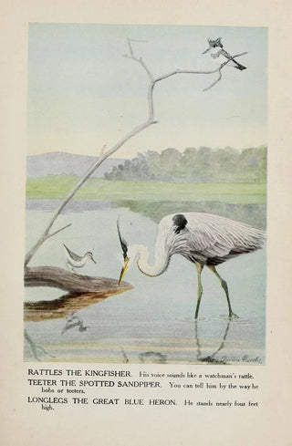 Louis Agassiz Fuertes - Rattles the Kingfisher Teeter the Spotted Sandpiper Longlegs the Great Blue Heron.webp