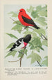 Redcoat el Tangara escarlata Rosebreast el Gros-bec - Louis Agassiz Fuertes — vista de la obra