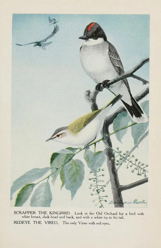 Louis Agassiz Fuertes - Scrapper the Kingbird Redeye the Vireo.webp