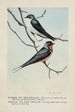 Skimmer l'Hirondelle bicolore Forktail l'Hirondelle rustique - Louis Agassiz Fuertes — vista de la obra