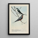 Skimmer l'Hirondelle bicolore Forktail l'Hirondelle rustique - Louis Agassiz Fuertes — cuadro enmarcado en la pared