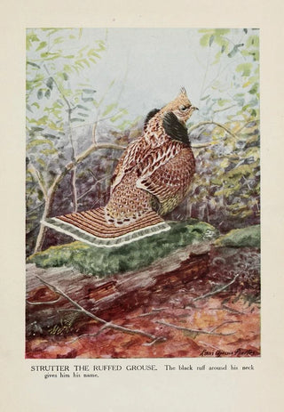 Louis Agassiz Fuertes - Strutter the Ruffed Grouse.webp