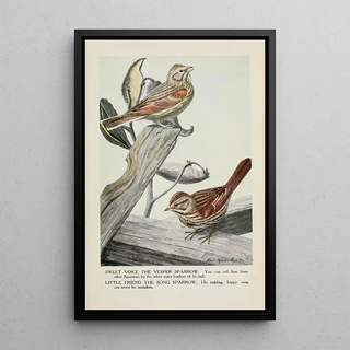 Louis Agassiz Fuertes - Sweet Voice the Vesper Sparrow Little Friend the Song Sparrow.webp