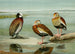 Dendrocygne a cara blanca, Dendrocygne a vientre negro, Dendrocygne a pecho gris - Louis Agassiz Fuertes — vista de la obra