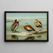 Dendrocygne a cara blanca, Dendrocygne a vientre negro, Dendrocygne a pecho gris - Louis Agassiz Fuertes — cuadro enmarcado en la pared