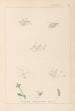 Herbier de la flore française Pl0003 - Louis Antoine Cusin — artwork view