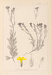 Herbier de la flore française Pl0009 - Louis Antoine Cusin — artwork view