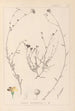 Herbier de la flore française Pl0013 - Louis Antoine Cusin — vista de la obra