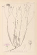 Herbier de la flore française Pl0015 - Louis Antoine Cusin — artwork view