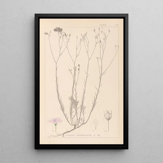 Louis Antoine Cusin - Herbier de la flore franaise Pl0015.webp