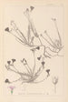 Herbier de la flore française Pl0016 - Louis Antoine Cusin — vista de la obra