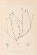 Herbier de la flore française Pl0018 - Louis Antoine Cusin — vista de la obra