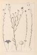 Herbier de la flore française Pl0019 - Louis Antoine Cusin — vista de la obra