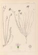 Herbier de la flore française Pl0020 - Louis Antoine Cusin — artwork view