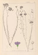 Herbier de la flore française Pl0022 - Louis Antoine Cusin — artwork view
