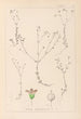 Herbier de la flore française Pl0023 - Louis Antoine Cusin — vista de la obra