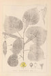 Herbier de la flore française Pl0025 - Louis Antoine Cusin — vista de la obra