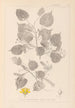 Herbier de la flore française Pl0026 - Louis Antoine Cusin — vista de la obra