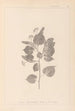 Herbier de la flore française Pl0027 - Louis Antoine Cusin — vista de la obra