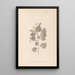 Herbier de la flore française Pl0027 - Louis Antoine Cusin — cuadro enmarcado en la pared